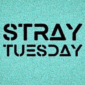 Stray Tuesday